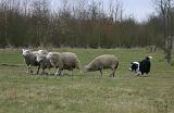 BORDER COLLIE - MOUTONS 055